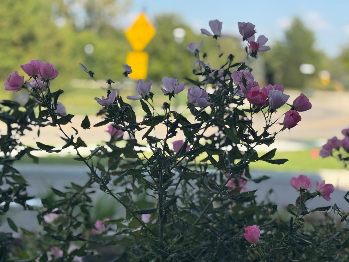 Beehive Homes of Liberty Township 3