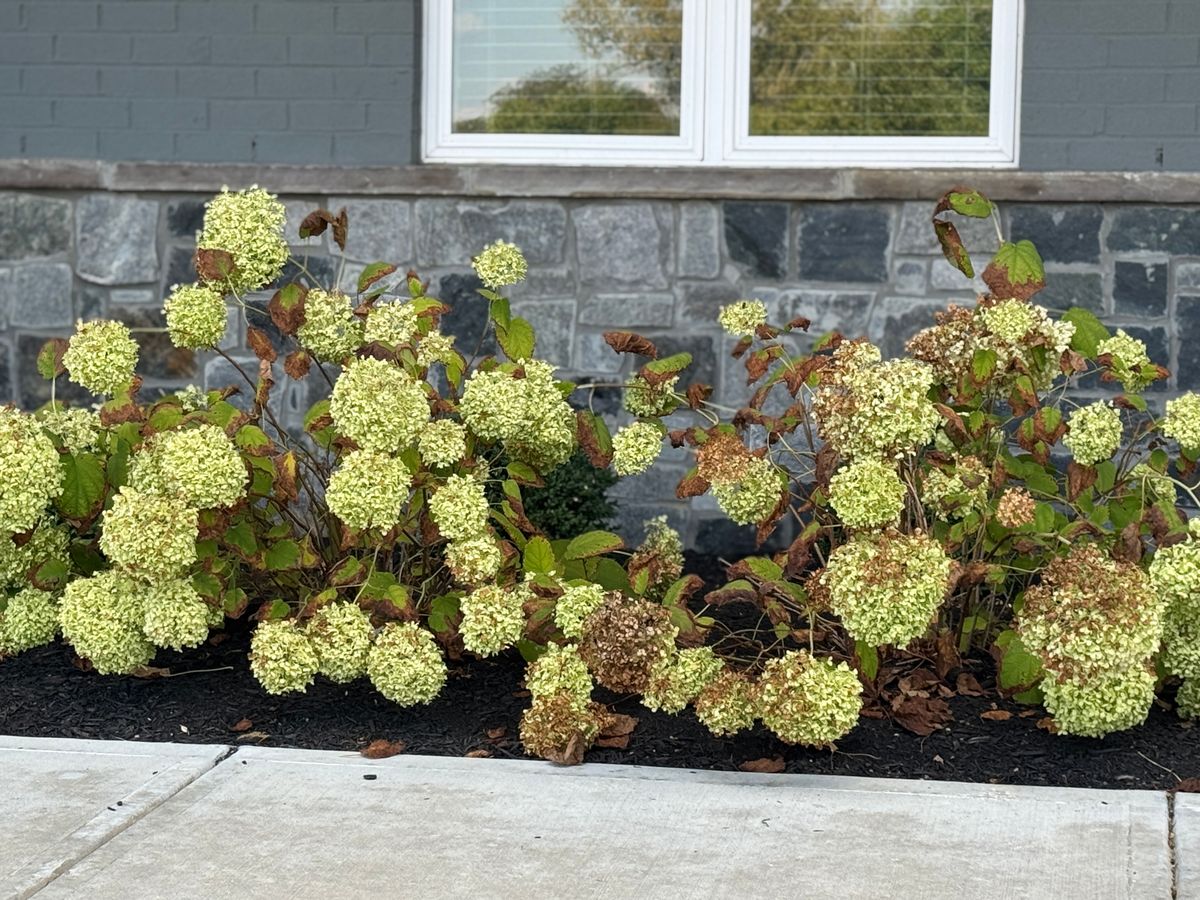 Beehive Homes of Liberty Township 4