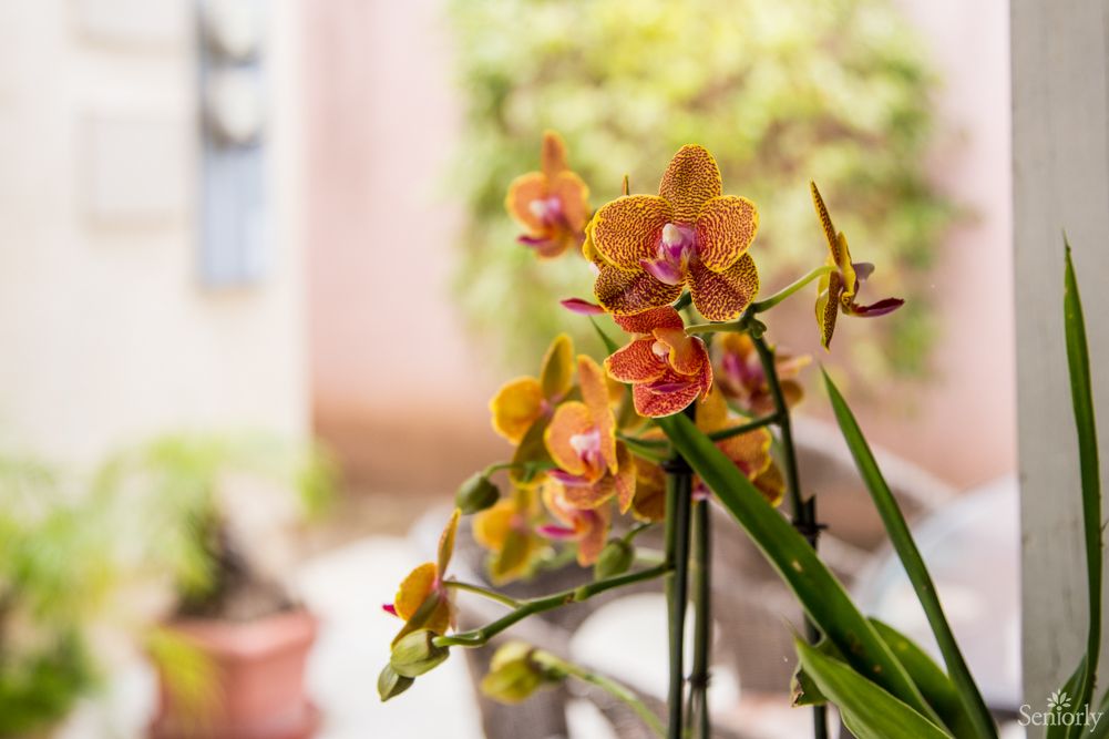 A Shalom Garden II 2