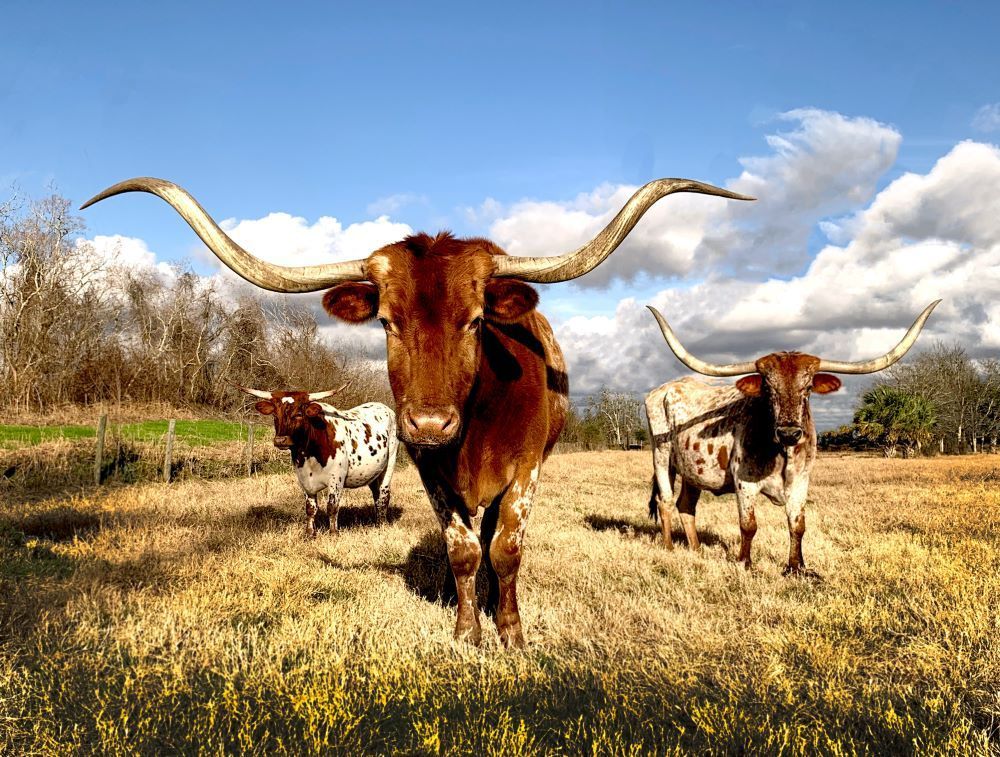 Assisted Living in Texas