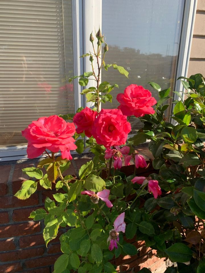 Amelia Rose Senior Care Cottage 3