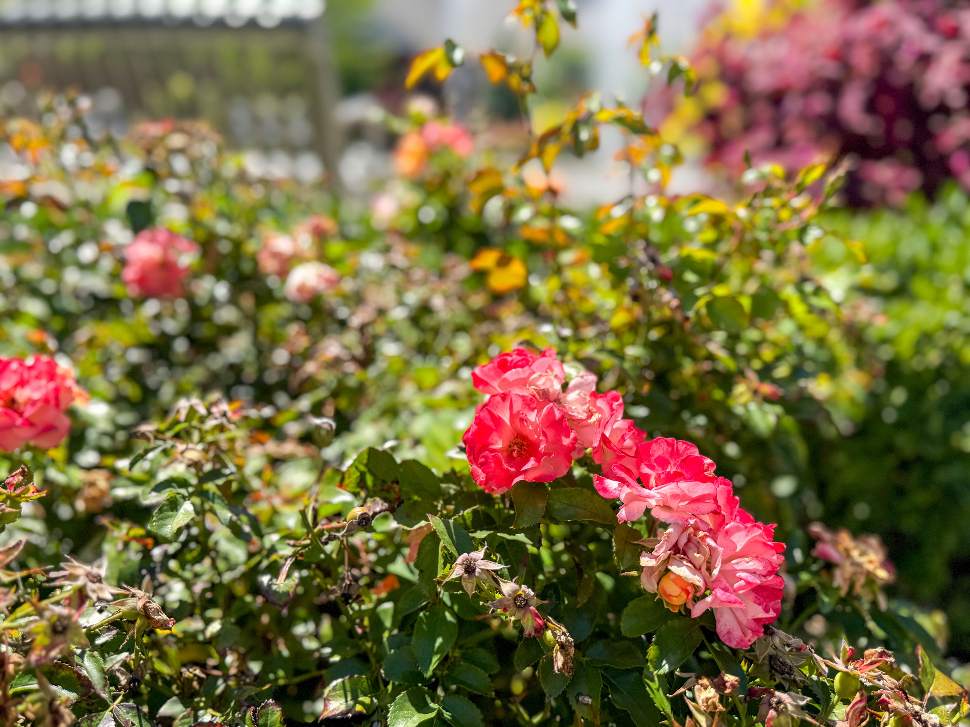 Berkeley Square Retirement Center 3