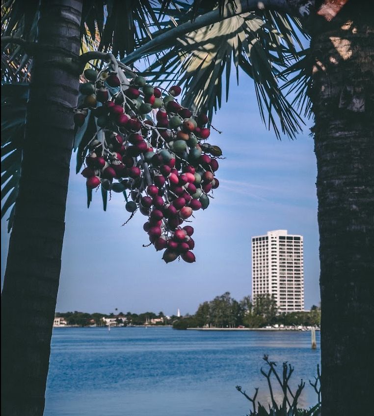 Plymouth Harbor on Sarasota Bay 2