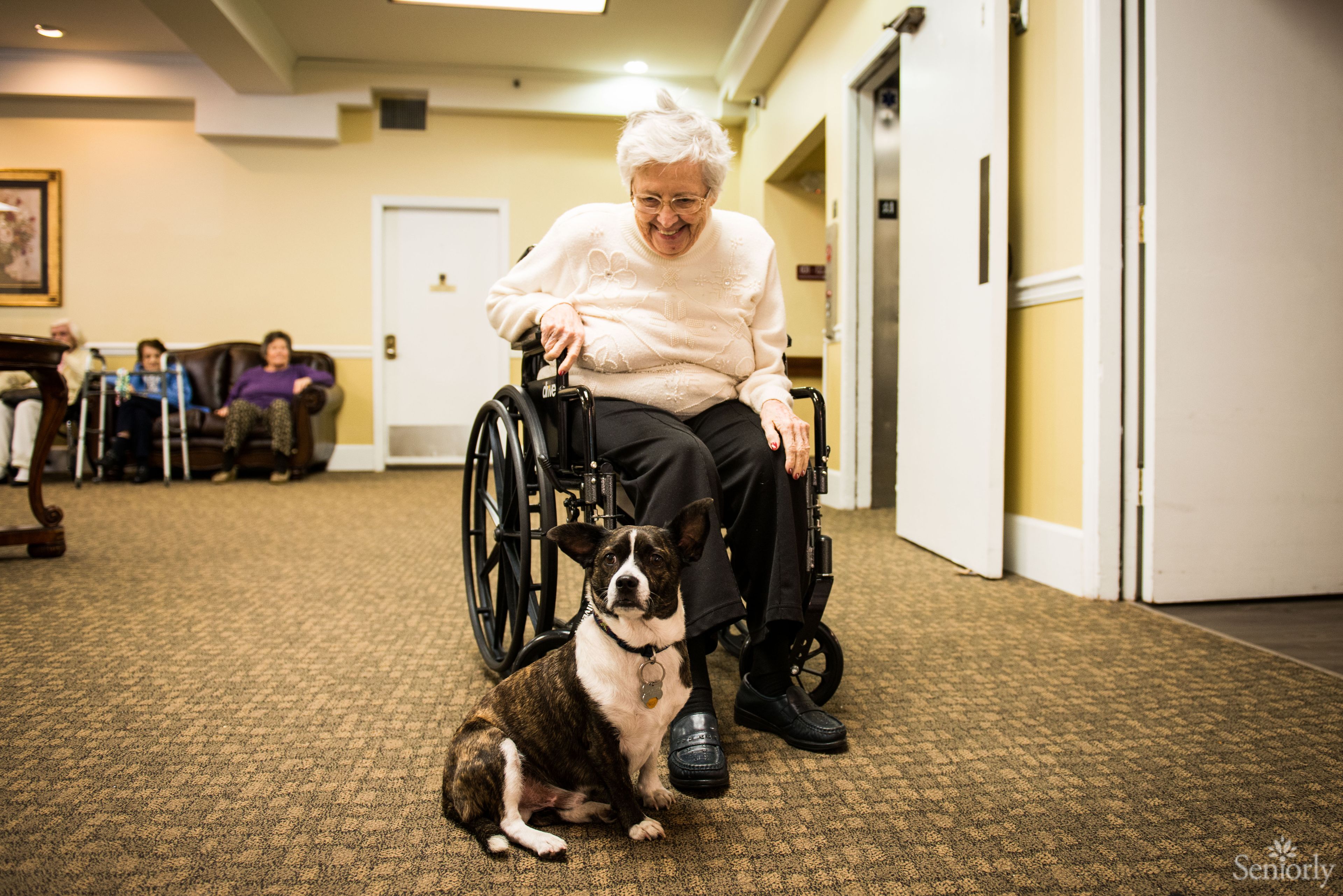 That's our house dog, Rocky.  Stop by for a tour and meet him.