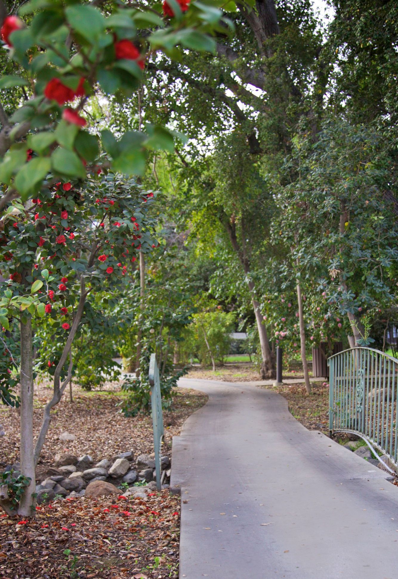 Oaks of Pasadena 2