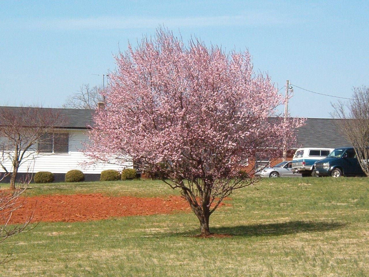 Olin Village 1
