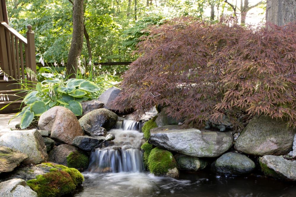 Lakeshore Woods II  3
