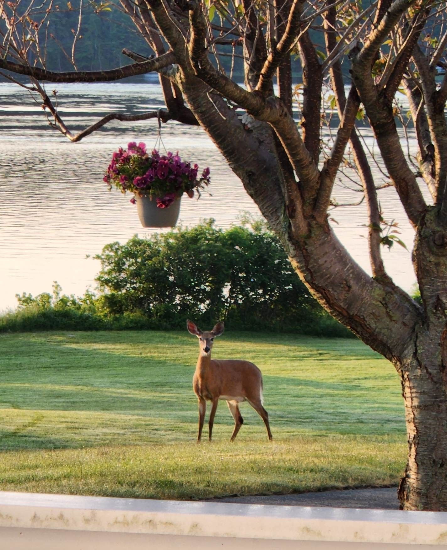 Community complete with wildlife