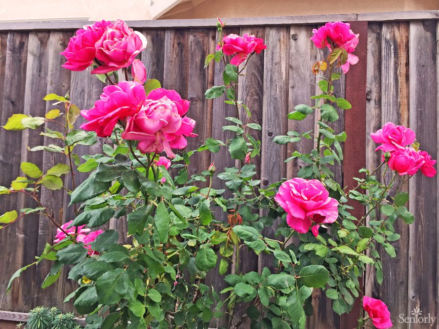 Nena & Ray's Guest Home Inc. #3 1