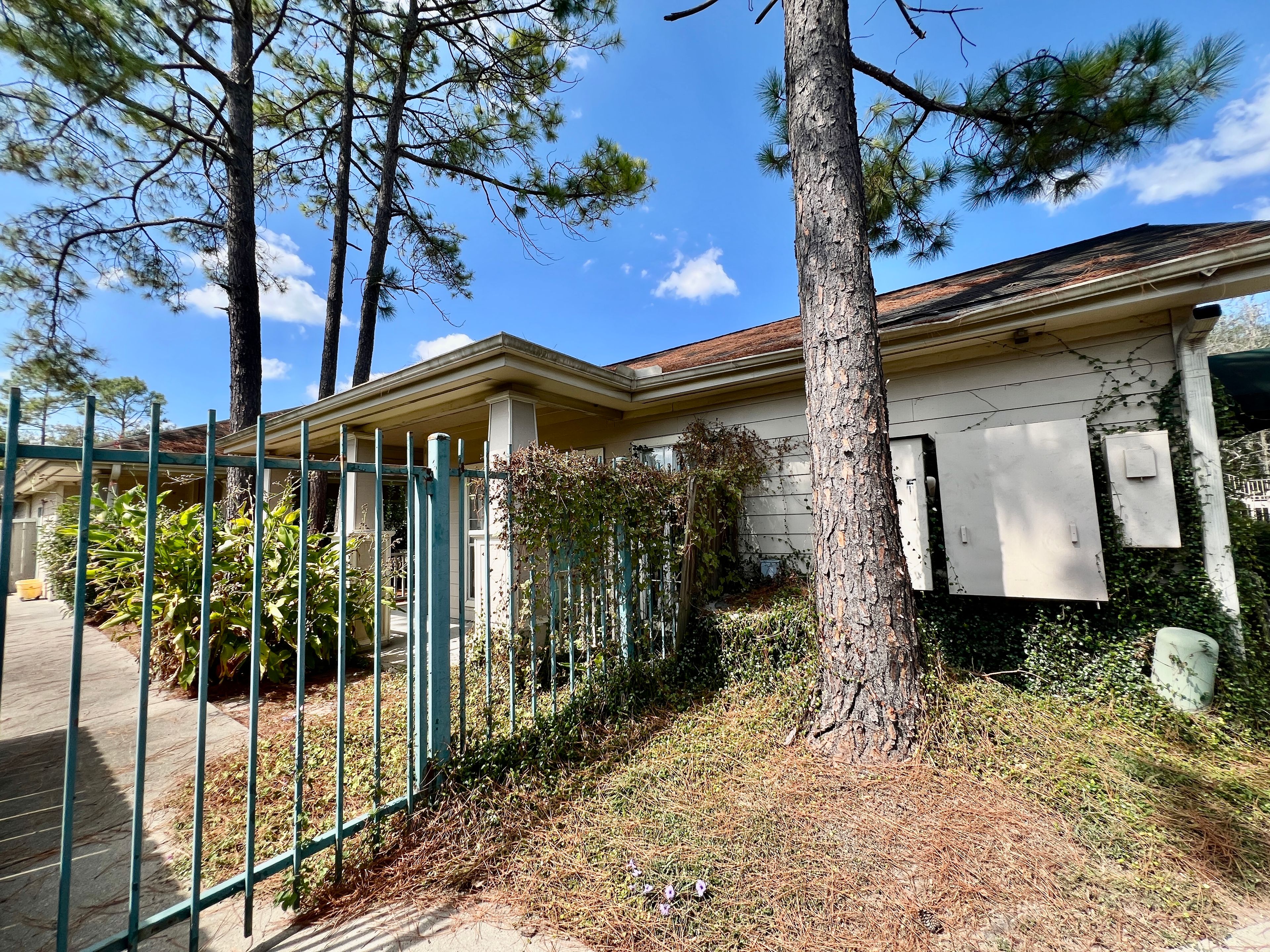 The Pine Tree Of Pasadena 4