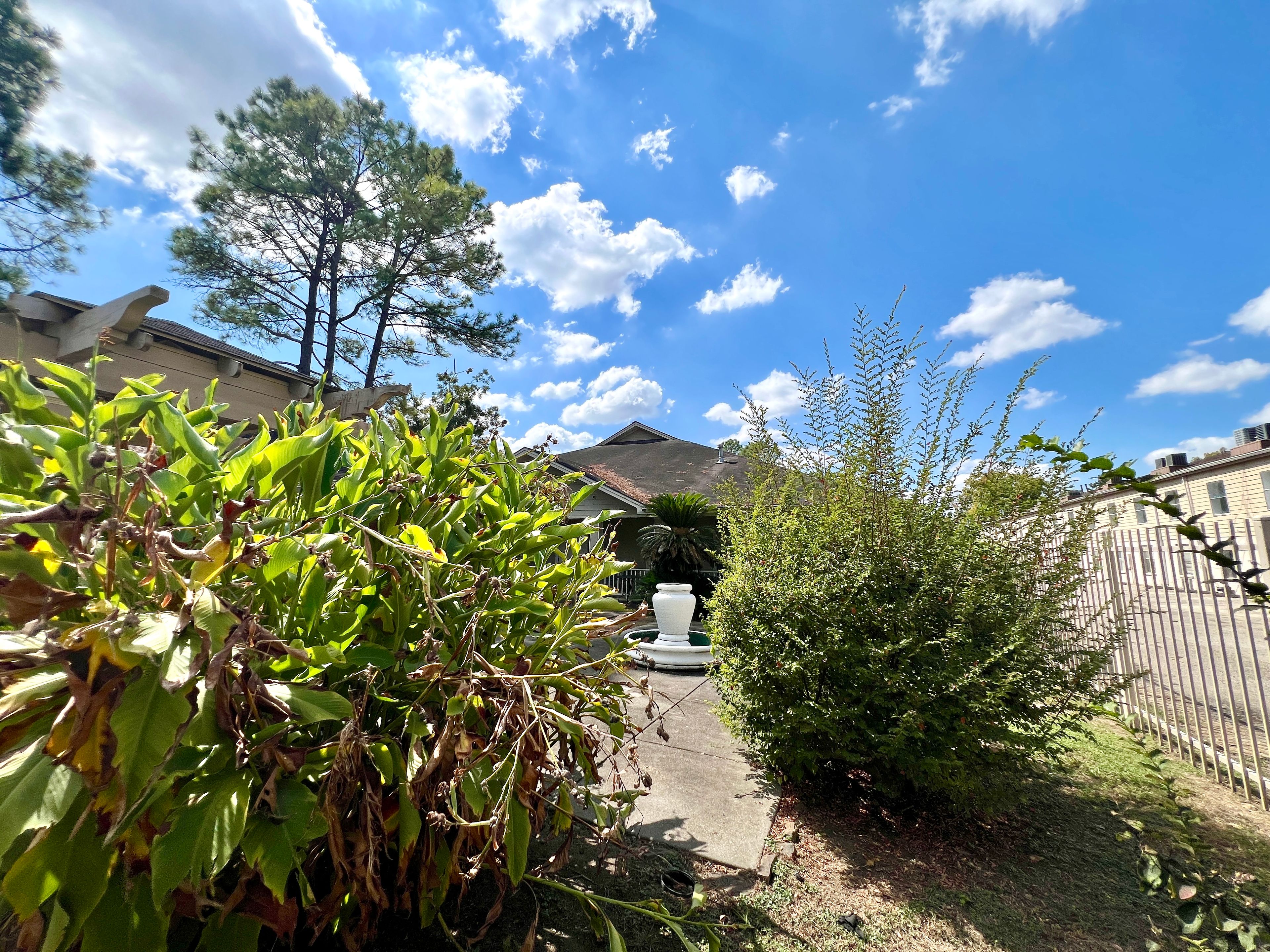 The Pine Tree Of Pasadena 4