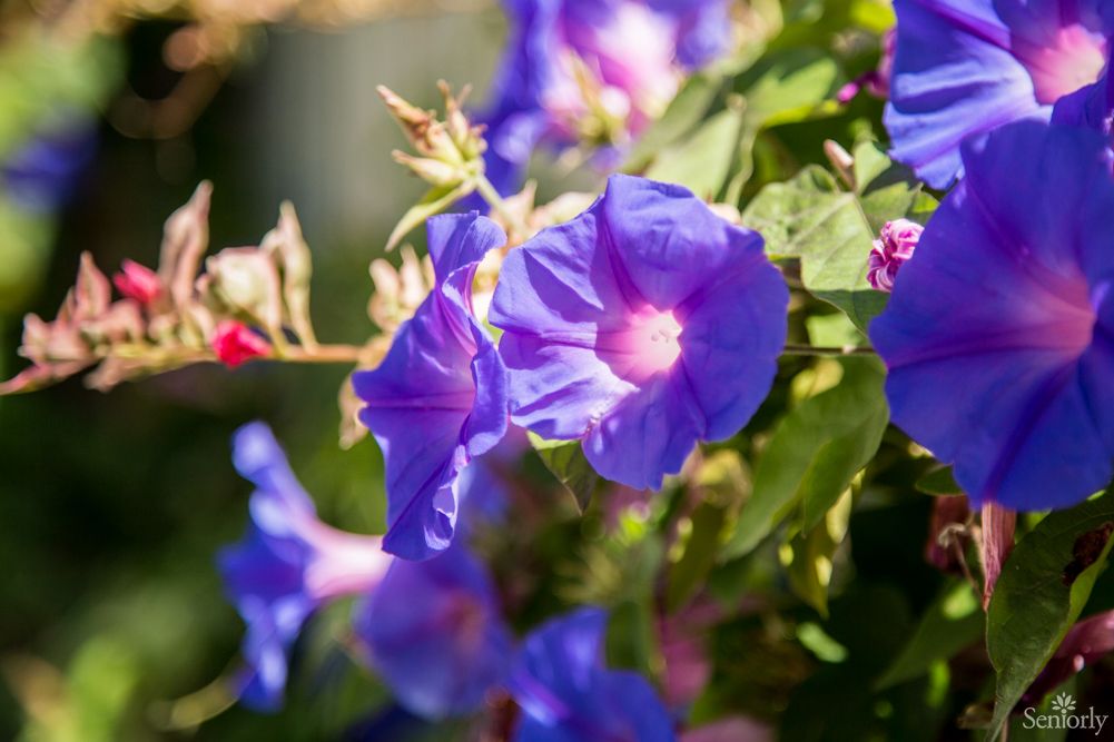 A Caring Touch Board and Care II 2