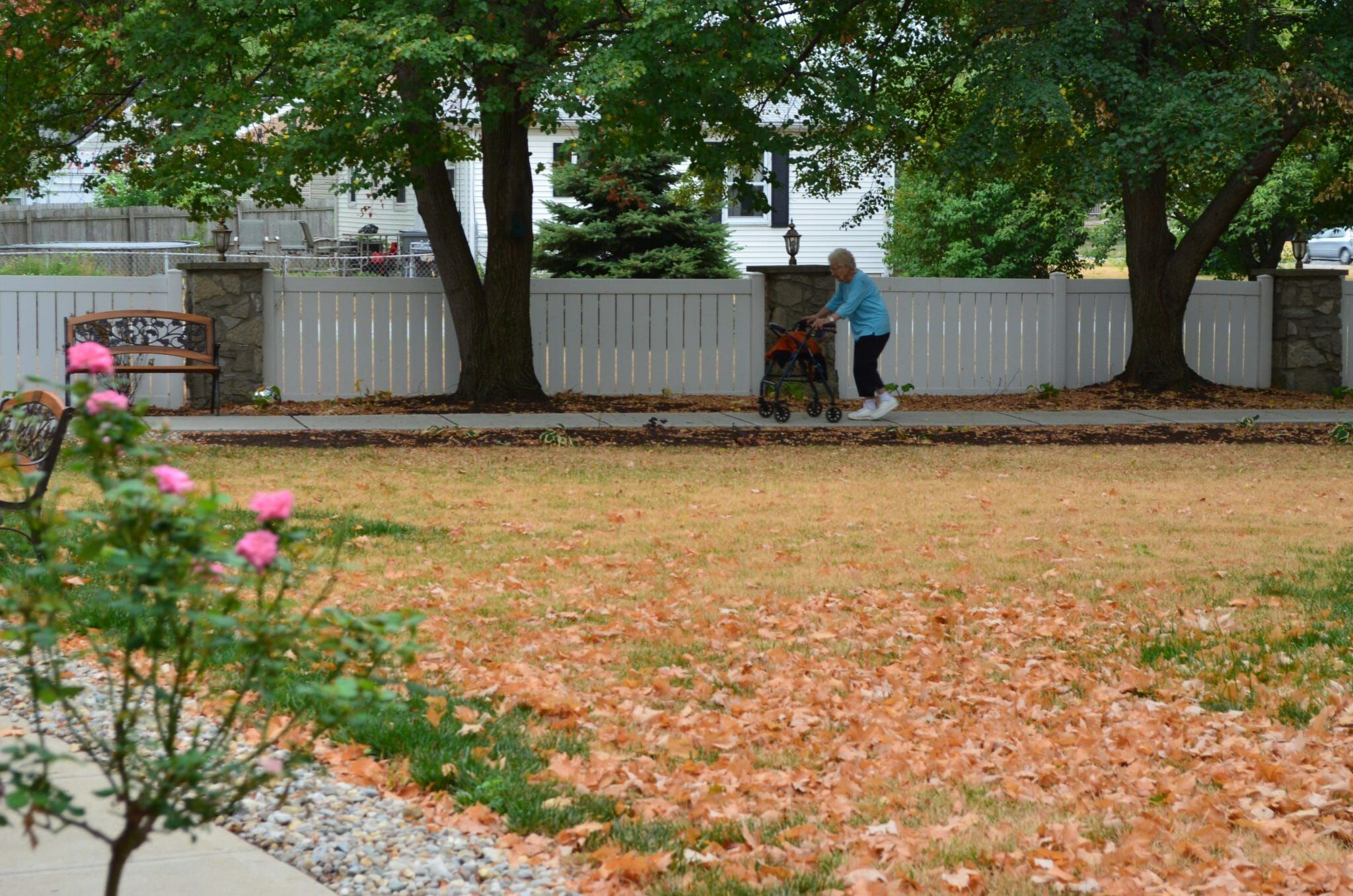Rosewalk 3