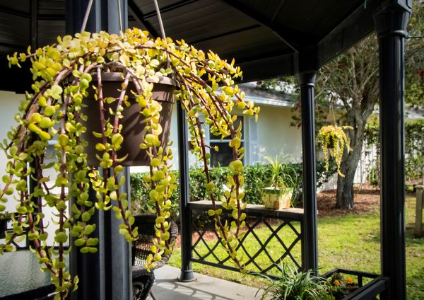 Indian Oaks - image 1