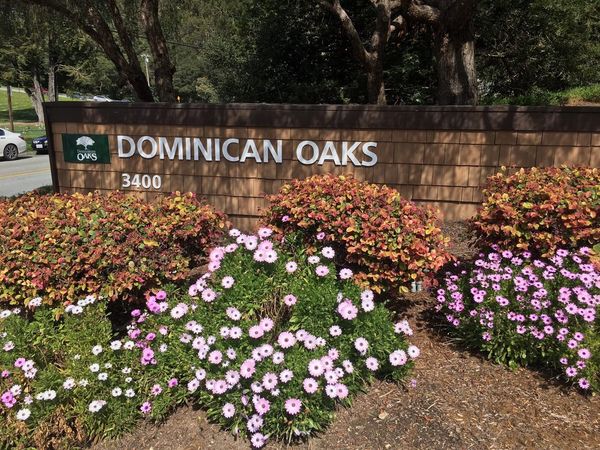 Dominican Oaks - image 1