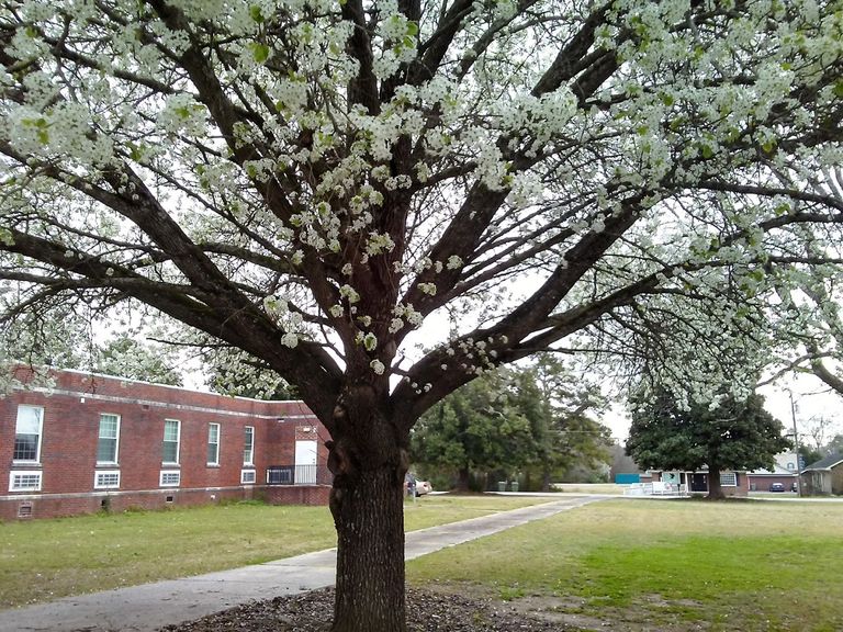 Cottonwood Villas, Bishopville, SC 2